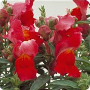 Floral Showers Scarlet Snapdragon