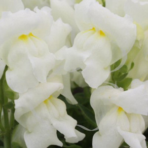 Floral Showers White Snapdragon