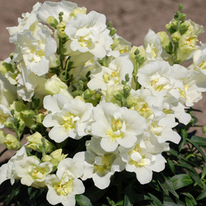 Twinny White Snapdragon