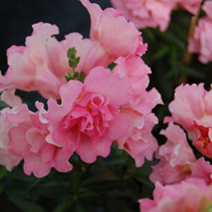 Twinny Rose Snapdragon