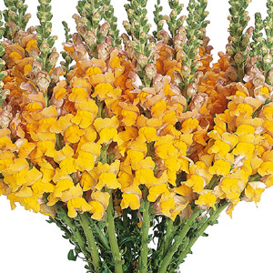 Maryland Golden Bronze Snapdragon