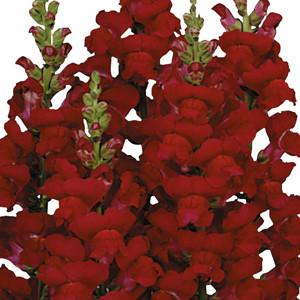 Maryland Red Snapdragon