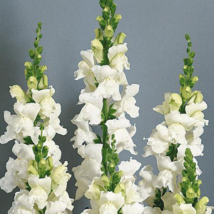 Animation White Snapdragon
