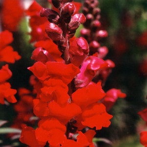 Animation Red Snapdragon