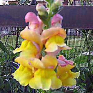 Animation Cognac Snapdragon