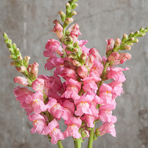 Potomac Pink Snapdragon