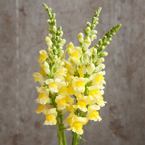 Potomac Yellow Snapdragon