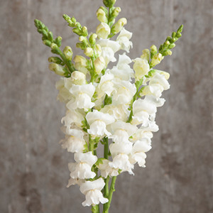 Potomac White Snapdragon
