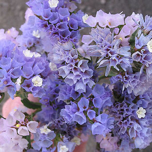 Statice Seeker Pastel Blue