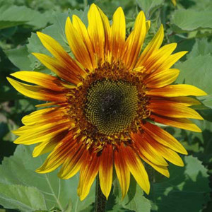 The Joker Sunflower