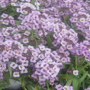 ALYSSUM SEEDS WONDERLAND LAVENDER