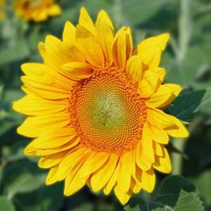 Pro Cut Gold Sunflower