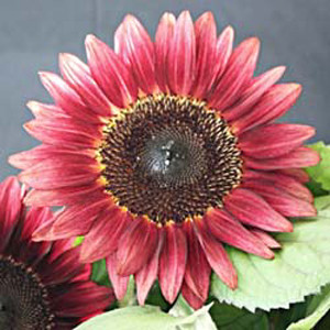 Pro Cut Red Sunflower