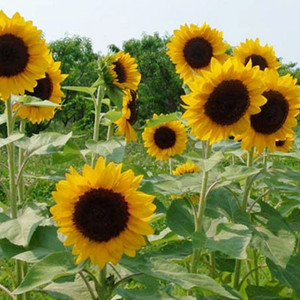 Sunrich Orange DMR Sunflower