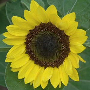 Sunrich Lemon Sunflower