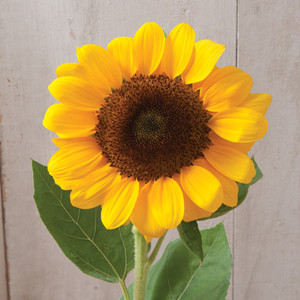 Vincents Choice Sunflower