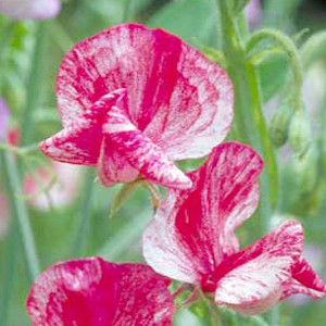 Sweet Pea Old Spice America