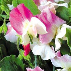 Sweet Pea Villa Roma White With Rose
