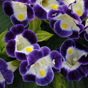 Torenia Kauai Blue and White Wishbone Flower