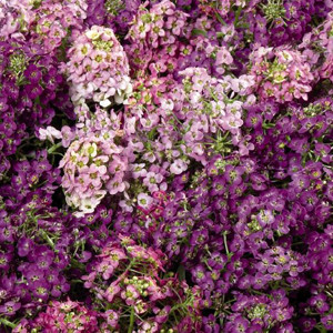ALYSSUM WONDERLAND MIX