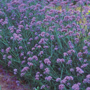 Verbena Bonariensis Finesse