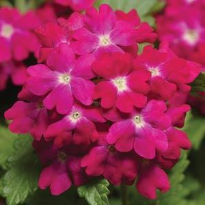 Verbena Quartz XP Carmine Rose