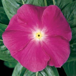 Mediterranean XP Deep Orchid Vinca