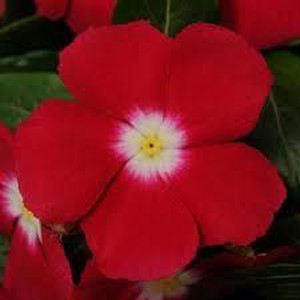 Pacifica XP Cherry Red Halo Vinca