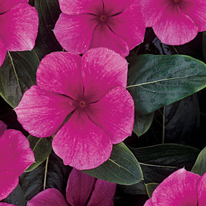 Pacifica XP Punch Vinca