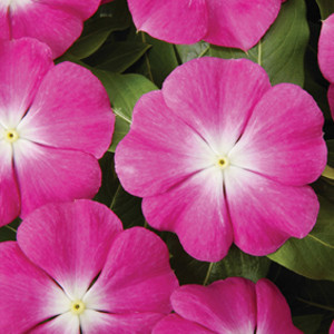 Pacifica XP Rose Halo Vinca