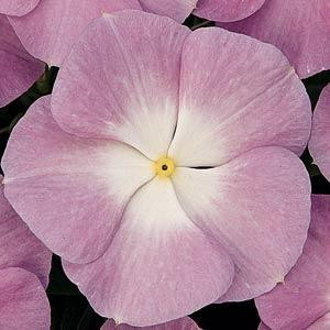 Titan Lavender Blue Halo Vinca