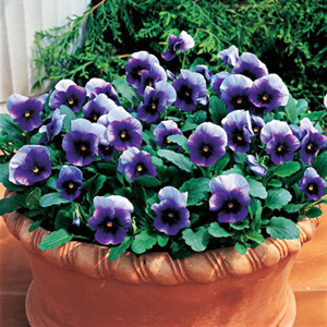 Penny Beaconsfield Viola