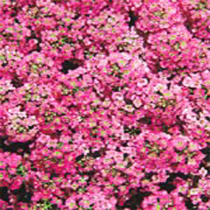 ALYSSUM SEEDS WONDERLAND DEEP PINK