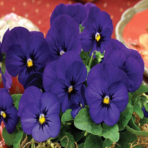 Penny Deep Blue Viola