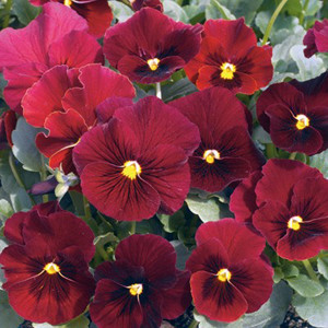 Penny Red w/ Blotch Viola