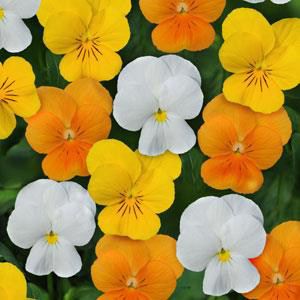 Sorbet XP Citrus Mix Viola