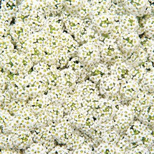 ALYSSUM WONDERLAND WHITE
