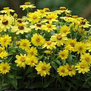 Zahara Yellow Zinnia