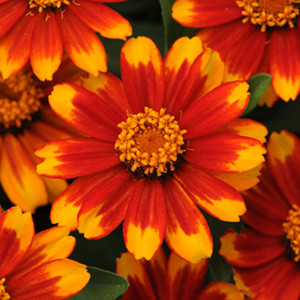 Zahara Sunburst Zinnia