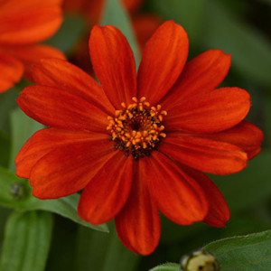 Zahara Red Zinnia