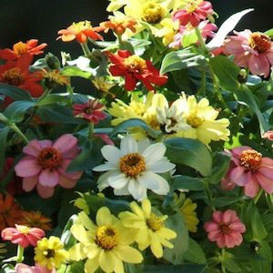 Zahara Mix Zinnia