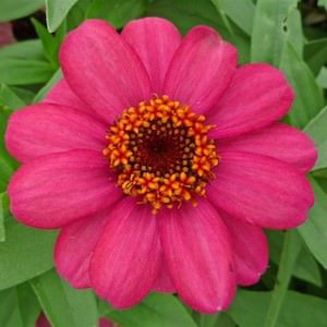 Zahara Salmon Rose Zinnia