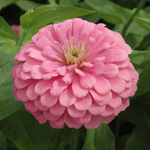 Benary's Giant Bright Pink Zinnia