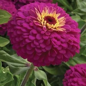 Uproar Rose Zinnia