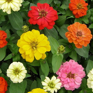 Dreamland Mix Zinnia