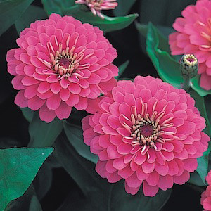 Dreamland Pink Zinnia
