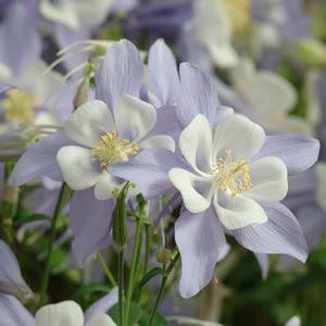 AQUILEGIA SEEDS SONGBIRD BLUEBIRD