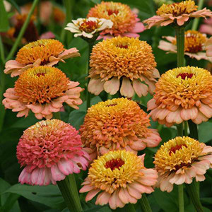 Zinderella Peach Zinnia