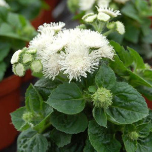 Aloha White Ageratum Seeds