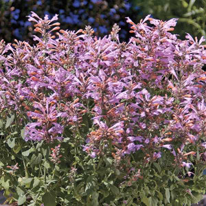 Arizona Sunset Agastache